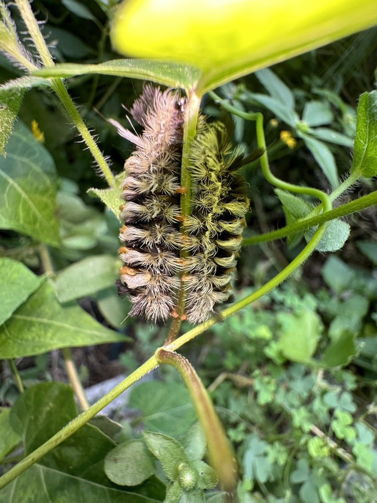 Orange, white, and black tufts of lush hairs on two small caterpillars holding on to two sides of a milkvine leaf stem.